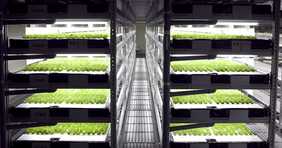 Raising crops: vertical farming in Japan - Foodservice Consultants ...